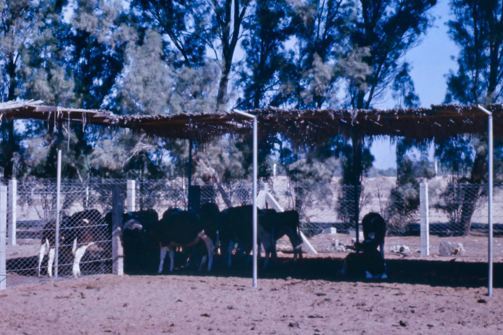 Ras al-Khaiman 1974